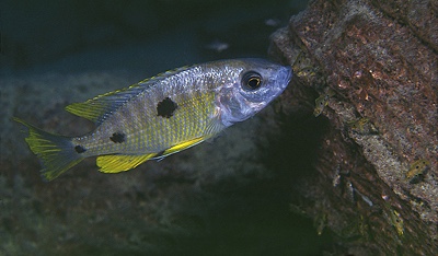Copadichromis sp. 'yellow jumbo' Gome